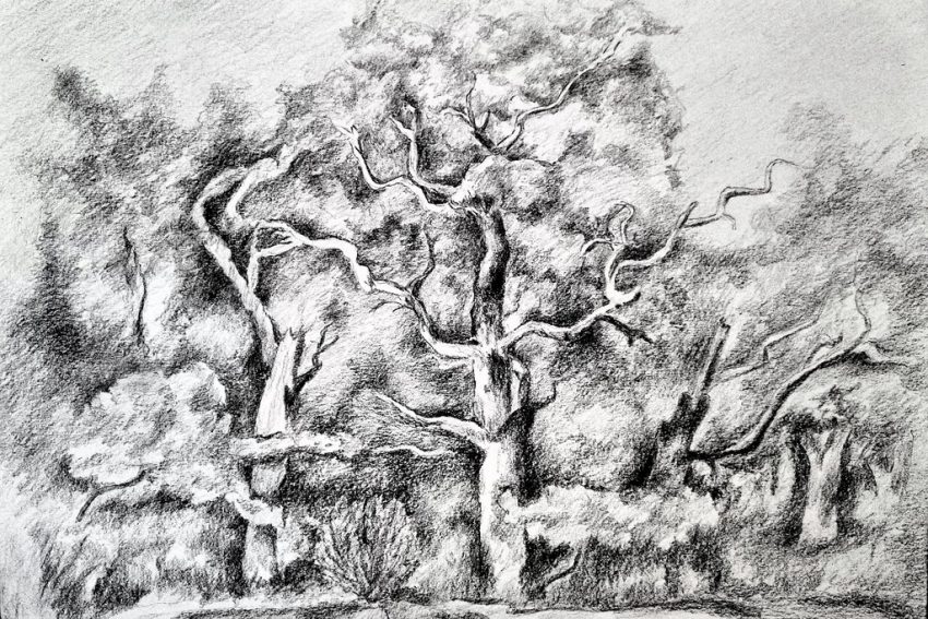 Wald | schwarz-weiß
