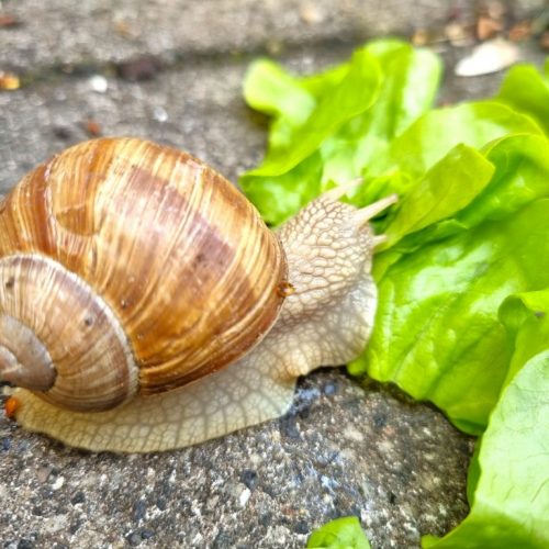 Raubtierfütterung