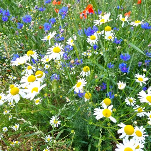 Farbenzauber | Natur