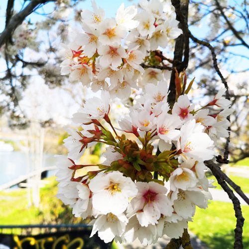 Unser Kirschblütenfest