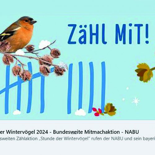 NABU | Stunde der Wintervögel 2024