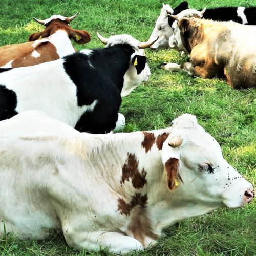 Milch-Kühe