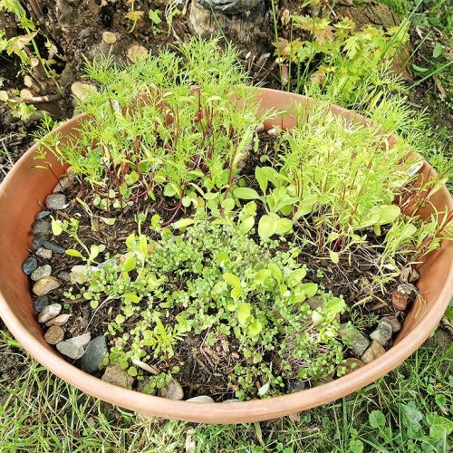 Tegut | Living Seeds – Lasst uns Zukunft säen