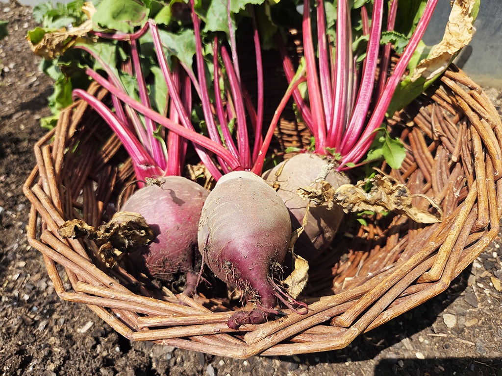 Beets with red stalks in a woven basket on soil, fresh from the garden.